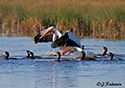 Pelecanus erythrorhynchos